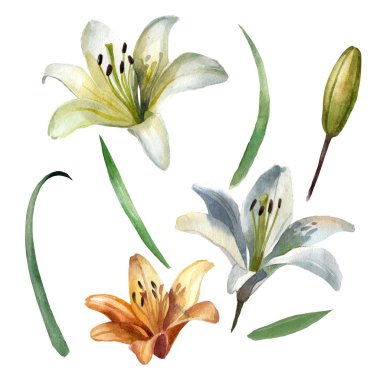 Watercolor illustration, lily flowers. Lily bud, lily flower, lily leaves. Separate items.