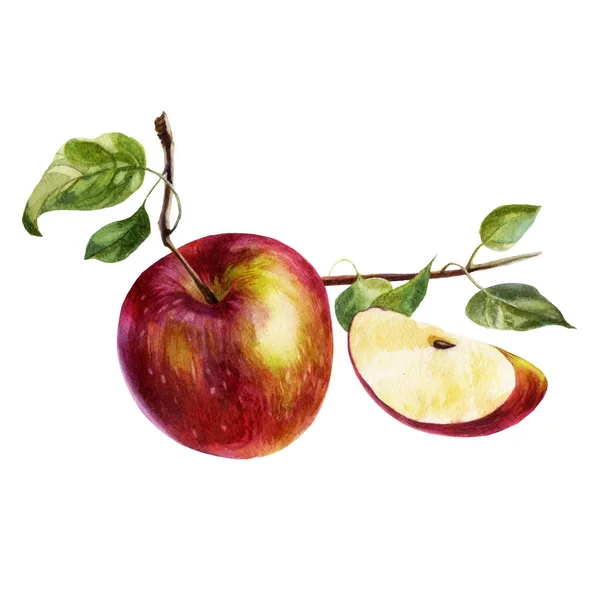 Watercolor illustration. Apple on a branch. Apple tree leaves on a branch, apple slice with a stone. — Stok fotoğraf