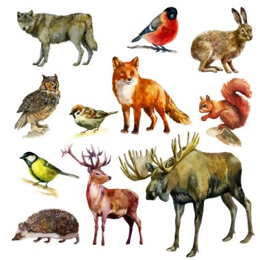 Watercolor illustration, set. Forest animals and birds. Squirrel, wolf, fox, hare, hedgehog, deer, elk, bullfinch, sparrow, tit, owl