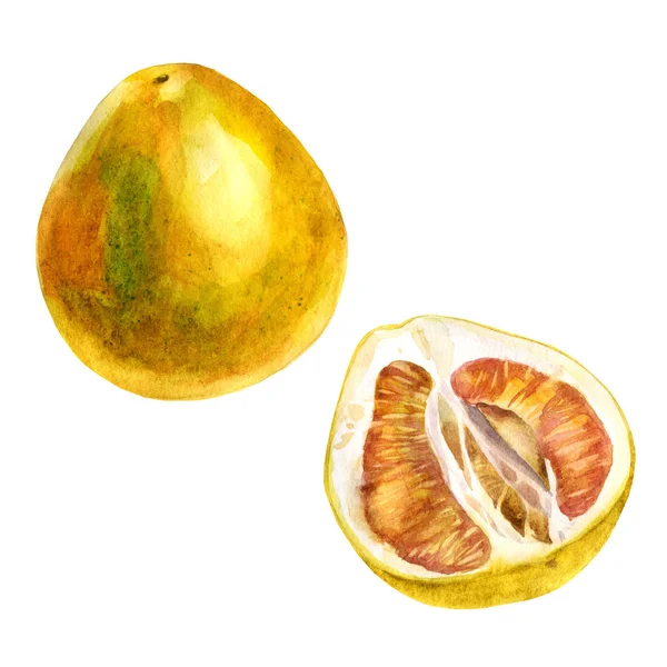 Ilustração aquarela. Pomelo de fruta. A fruta é pomelo, metade da fruta é pomelo — Fotografia de Stock