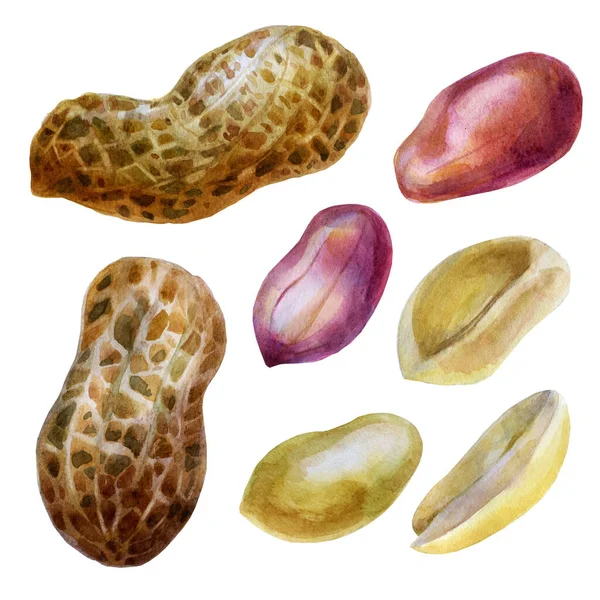 水彩イラスト。ピーナッツだ。殻のピーナッツ、皮をむいたピーナッツ、殻のピーナッツ粒 — ストック写真