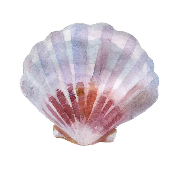 Watercolor Illustration Shell Summer Sea Image — Stock Photo, Image