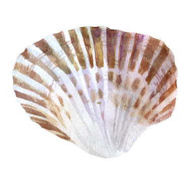 Suluboya çizimi. Deniz kabuğu. Yaz teması, plaj ve rahatlama