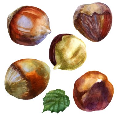 Suluboya çizimi. Fındık. Kabuklu fındık, kabuklu fındık kabuklu fındık.