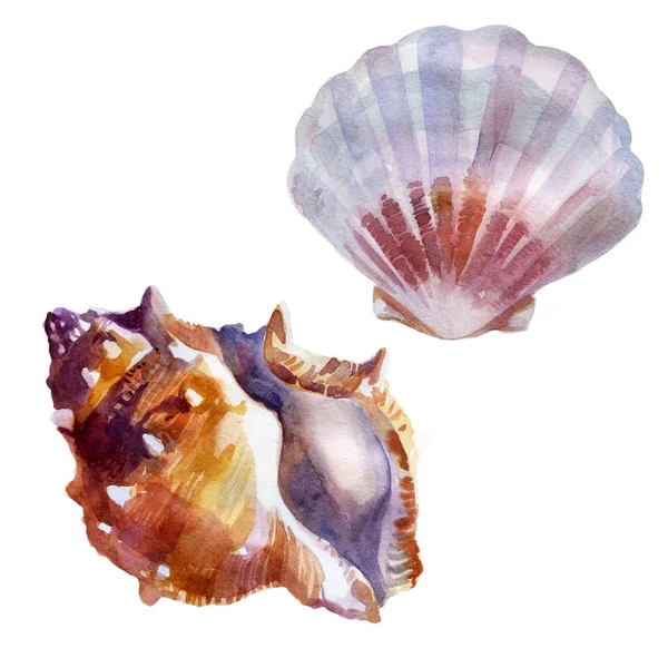 Illustrazione Acquerello Set Seashells Estate Mare Immagini — Foto Stock