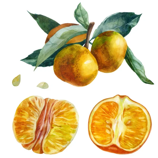 Akvarell Illustration Inställd Renad Mandarin Renad Mandarinfrukt Filial Med Mandariner — Stockfoto