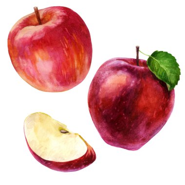 Suluboya çizimi, set. Suluboya kırmızı elma, gül elması ve elma dilimi