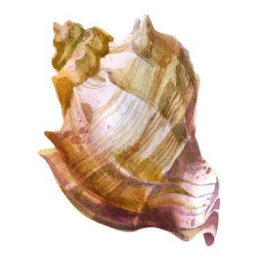 Suluboya çizimi. Deniz kabuğu. Yaz teması, plaj ve rahatlama
