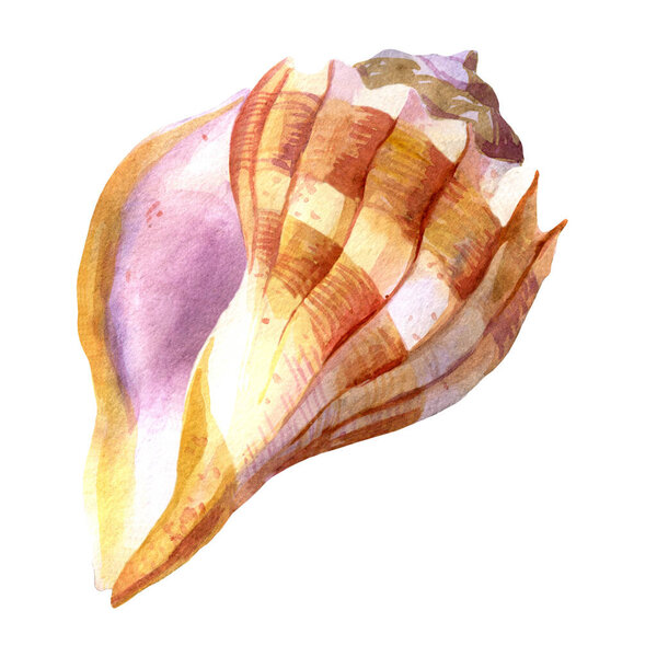 Watercolor illustration. Sea shell. Summer theme, beach and relaxation