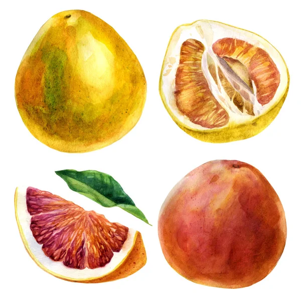 Akvarell Illustration Uppsättning Citrusfrukter Grapefrukt Grapefrukt Grapefruktskivor Grapefruktblad Fruktpomelo Frukten — Stockfoto