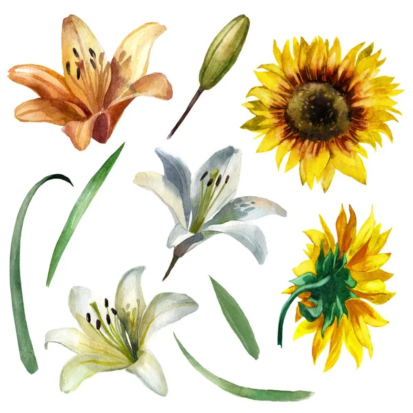Conjunto Ilustrações Aquarela Flores Girassol Lily Motivo Verão Primavera — Fotografia de Stock