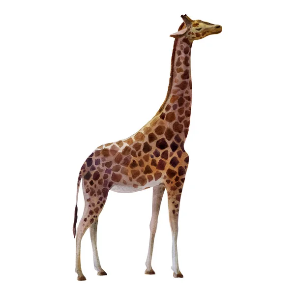 Ilustração Aquarela Girafa Lado — Fotografia de Stock