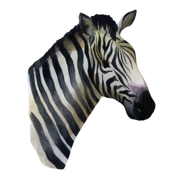 Akvarell Illusztráció Zebra Egy Zebra Portréja — Stock Fotó