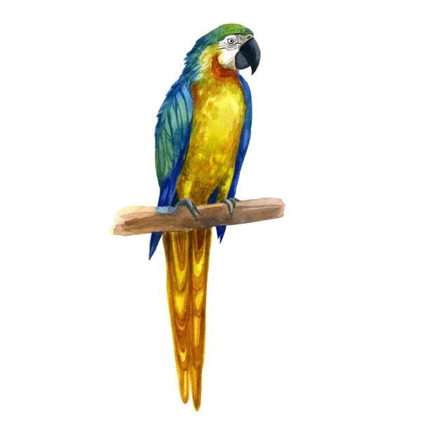 Papagaio Ilustração Aquarela Sentado Ramo — Fotografia de Stock