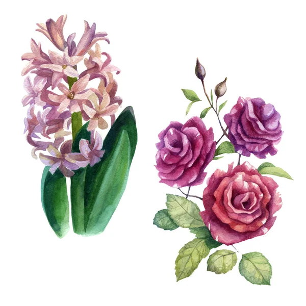 Акварель Иллюстрации Установить Гиацинтовые Цветы Розы Весенний Летний Мотив — стоковое фото