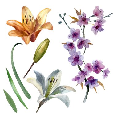 Suluboya illüstrasyon, zambak seti, sakura. Bahar yaz motivasyonu.