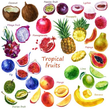 Bir dizi tropikal meyve Pitahaya hindistan cevizi ananaslı incirli papaya muzu, çarkıfelek meyvesi, mango durian, limon, nar. Tam meyve, meyve parçaları..