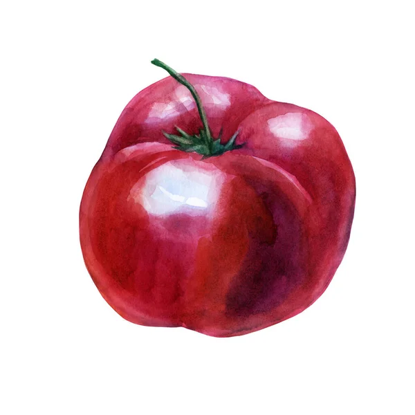 Acuarela Ilustración Tomate Pintura Acuarela Dibujada Mano Sobre Fondo Blanco — Foto de Stock