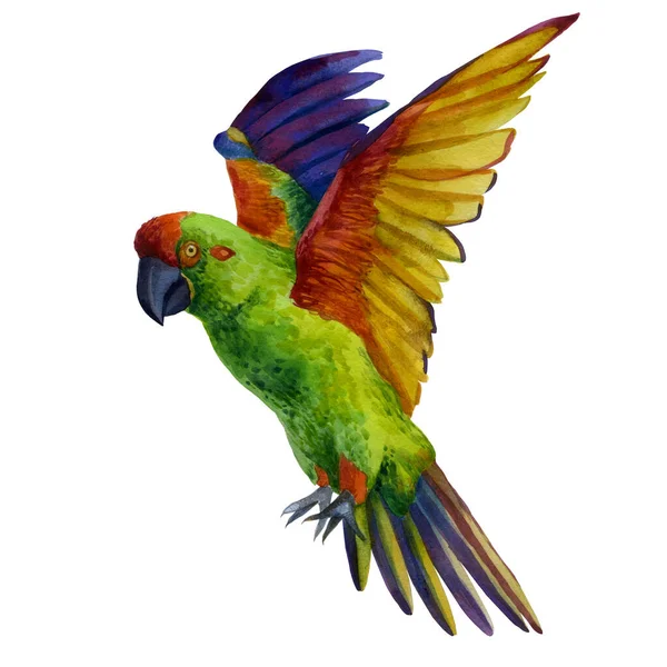 Akvarell Illusztráció Szárnyas Papagáj Egy Repülő Papagáj — Stock Fotó