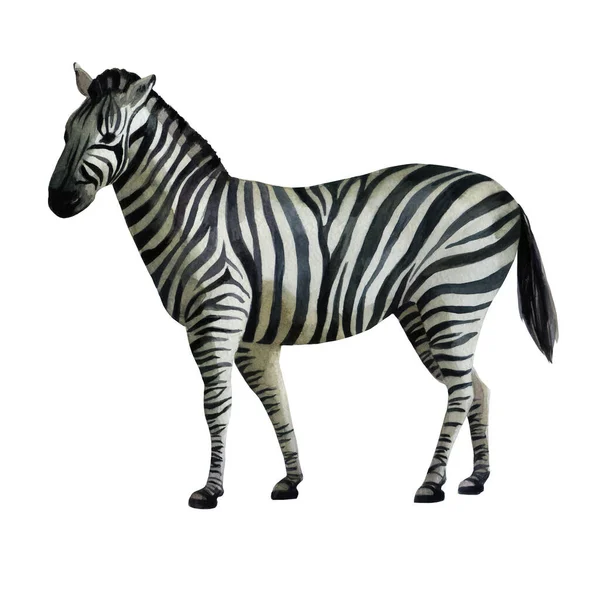 Ilustração Aquarela Zebra Lado — Fotografia de Stock