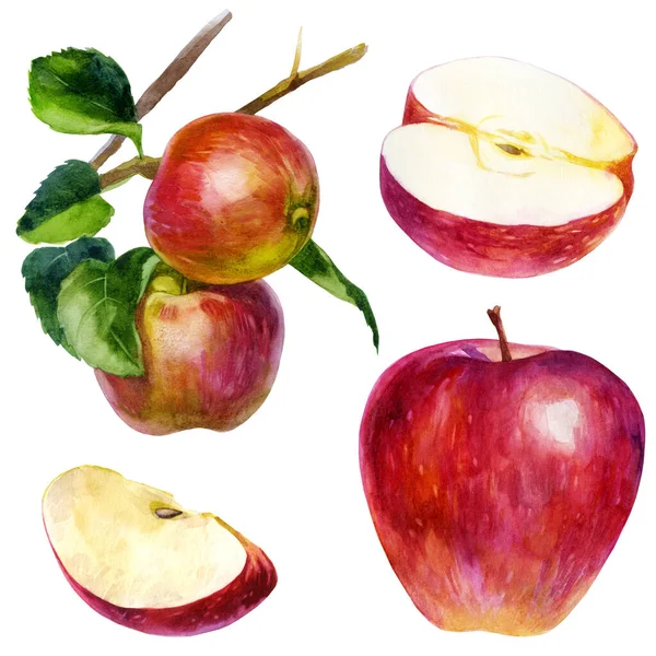 Suluboya Çizim Seti Suluboya Kırmızı Elma Yapraklı Iki Elma Bir — Stok fotoğraf