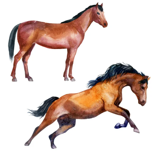 Ilustração Aquarela Conjunto Cavalos Cavalo Cavalo Galopante Lateral — Fotografia de Stock