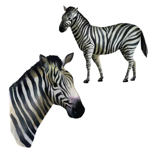 Illustrationsset För Akvarell Zebra Står Sidan Porträtt Zebra — Stockfoto