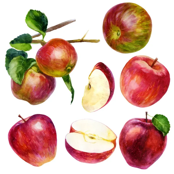 Suluboya Çizimi Set Suluboya Kırmızı Elma Yapraklı Elma Kırmızı Yeşil — Stok fotoğraf