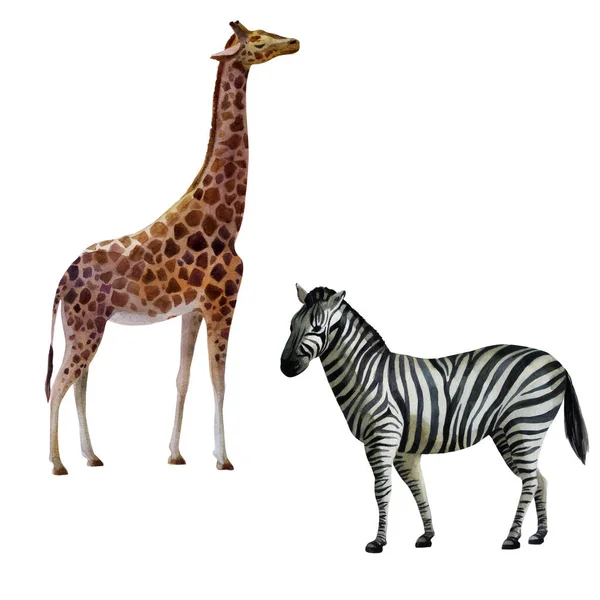 Illustrationsset För Akvarell Giraff Och Zebra Står Sidan — Stockfoto