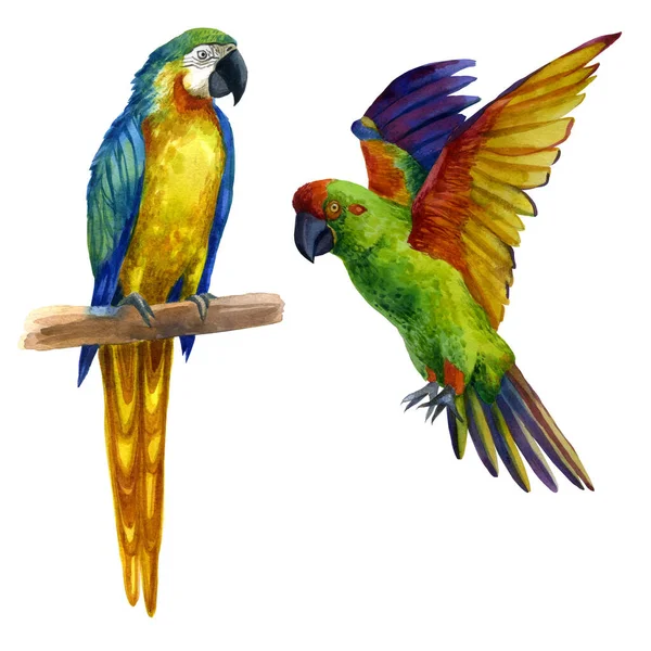 Akvarelové Znázornění Papouška Sedícího Větvi Papouška Zvednutými Křídly Létajícího Papouška — Stock fotografie
