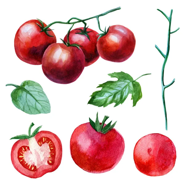 水彩画集西红柿 白色背景的手绘水彩画 白色背景下的孤立生态食物图解 — 图库照片