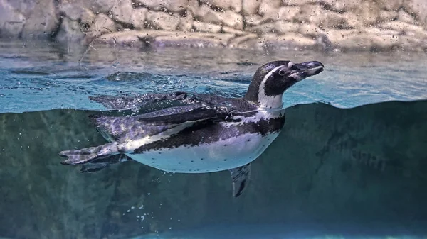 Flytande sorglös pingvin. — Stockfoto