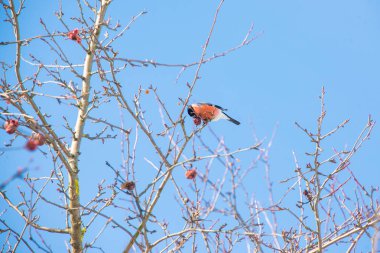 Güneşli havalarda şakrak kuşu bir ağaç dalı üzerinde oturur ve yiyor