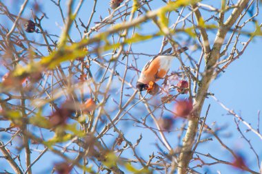 Güneşli havalarda şakrak kuşu bir ağaç dalı üzerinde oturur ve yiyor