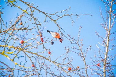 Güneşli havalarda şakrak kuşu bir ağaç dalı üzerinde oturur ve yiyor
