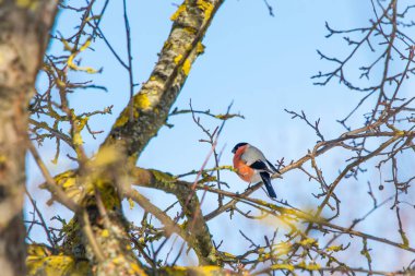 Güneşli havalarda, şakrak kuşu bir ağaç dalı üzerinde oturur.