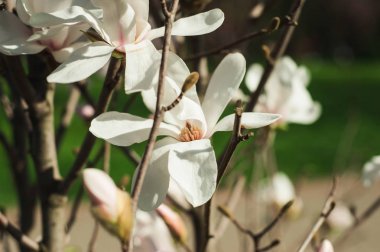 Park içinde güzel nehir ve çiçek açan Manolya bahar