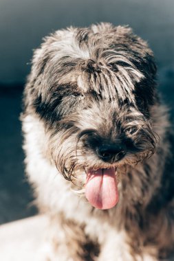 schnauzer mittelschnauzer arkaplandaki portreyi kapat