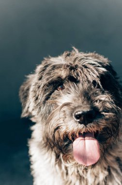 schnauzer mittelschnauzer arkaplandaki portreyi kapat