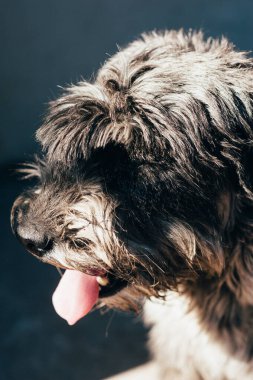 schnauzer mittelschnauzer arkaplandaki portreyi kapat