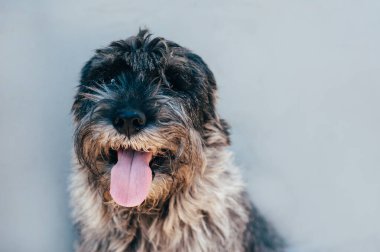 schnauzer mittelschnauzer arkaplandaki portreyi kapat