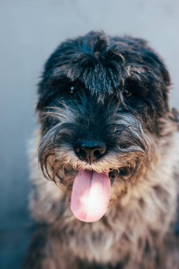 schnauzer mittelschnauzer arkaplandaki portreyi kapat