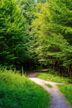 Yeşil bir ormanda yol ile eski bir ağaç fotoğrafı