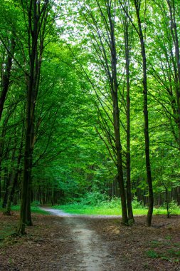 Yeşil bir ormanda yol ile eski bir ağaç fotoğrafı