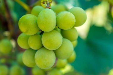 Bir dal yeşil asma üzüm fotoğrafı