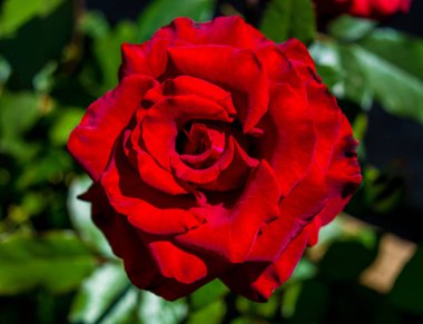 Fotoğraf bir yeşil yeşillik zemin üzerine kırmızı gül