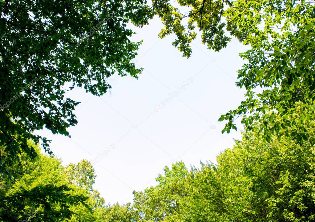 Photo of a big gap among trees in a green forest
