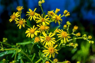 Fotoğraf mavi göl yakınındaki sarı çiçek