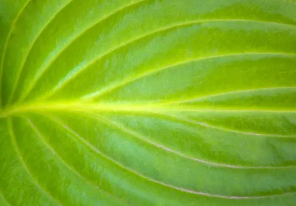 정원에서 큰 녹색 잎의 질감의 사진 — 스톡 사진