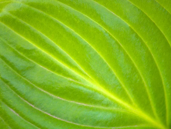 Foto de una textura de una gran hoja verde en el jardín — Foto de Stock